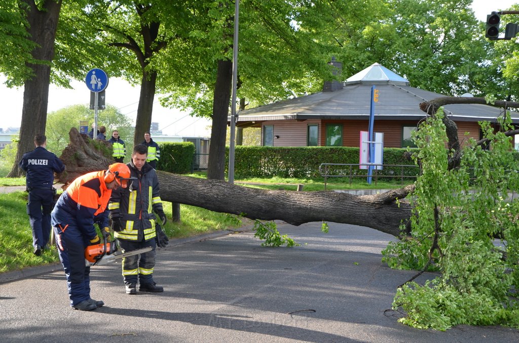 Baum auf Fahrbahn Koeln Deutz Alfred Schuette Allee Mole P550.JPG - Miklos Laubert
